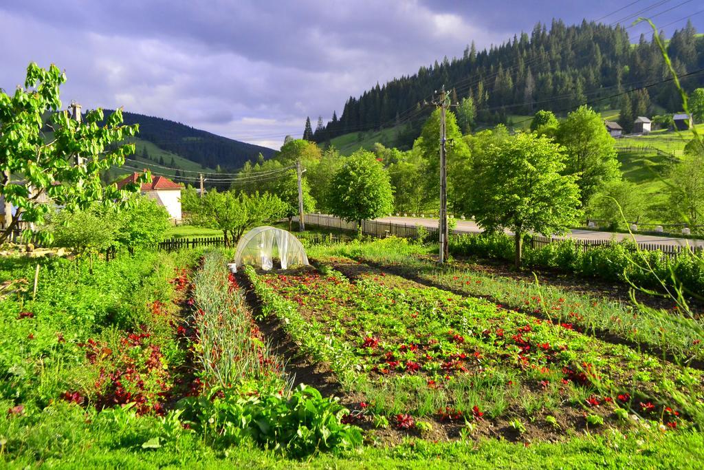 Pensiunea Agroturistica Casa Colinita Vatra Moldoviţei Exterior foto